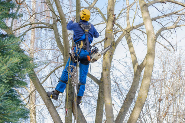 Best Firewood Processing and Delivery  in Oldsmar, FL